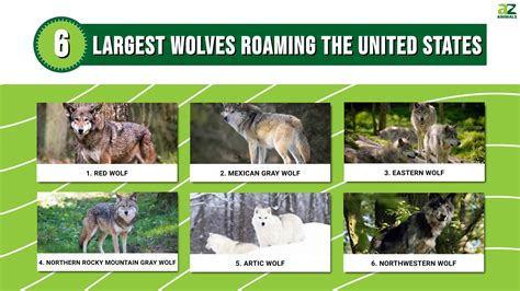 Discover The 6 Largest Wolves Roaming The United States - A-Z Animals