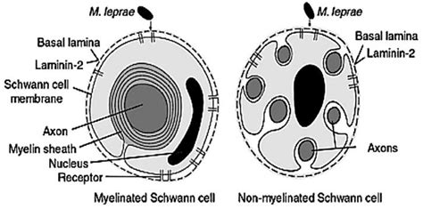 Structure Of Mycobacterium Leprae