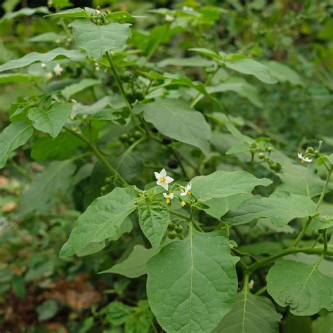 Zwarte nachtschade (Solanum nigrum)