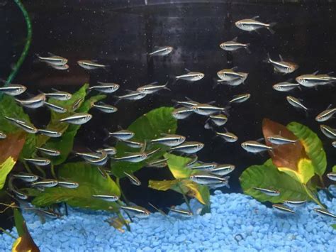 Black Neon Tetra Care & Species Guide | Fishkeeping World