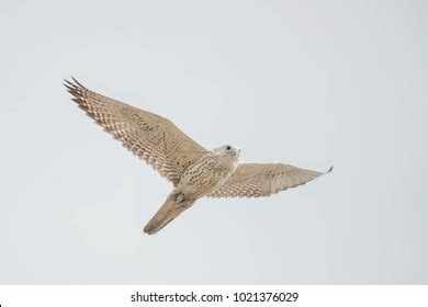 Whitemorph Gyrfalcon Flying Across Overcast Sky Stock Photo (Edit Now) 1021376029