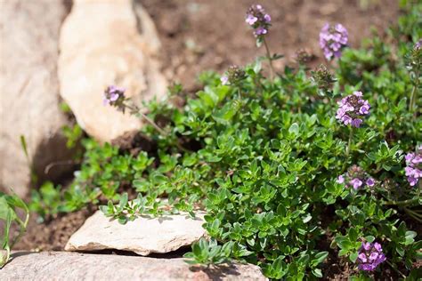 7 of the Best Thyme Varieties for Your Herb Garden