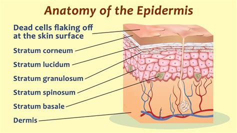 Human Epidermis Skin Structure | Layers of the epidermis, Epidermis ...