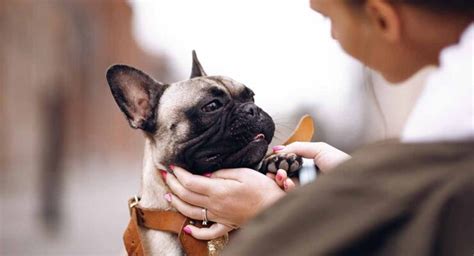 French Bulldog Rescue - Helping You Find Your Perfect Frenchie