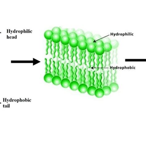 Lipid bilayer structure. A, Molecular composition of phospholipid and... | Download Scientific ...