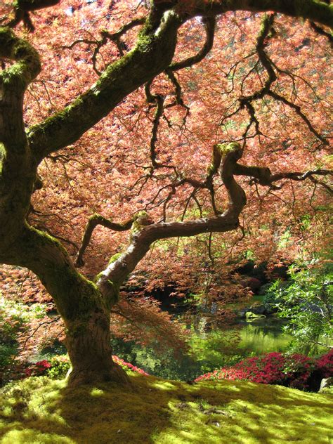 File:Portland Japanese Garden maple.jpg