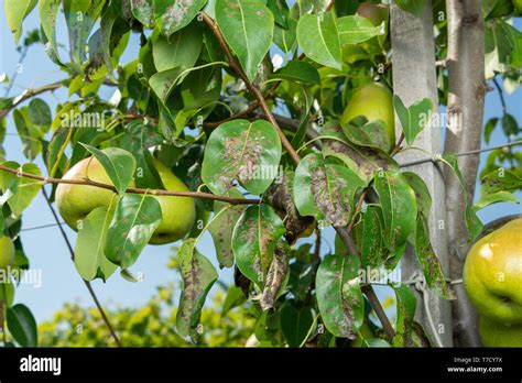 Pear scab hi-res stock photography and images - Alamy