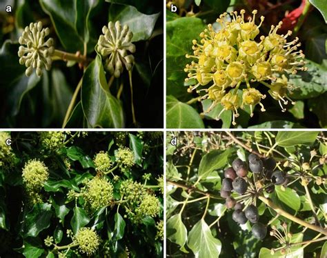 Ivy (Hedera Species) Tualatin SWCD | atelier-yuwa.ciao.jp