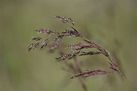 Grass Spikelets Cereals - Free photo on Pixabay - Pixabay