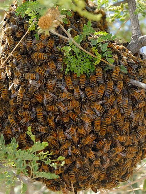 Honey Bee Hive Pictures Images & Pictures - Becuo