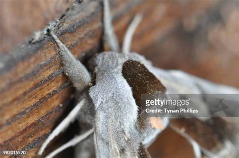 Fuzzy Moth Photos and Premium High Res Pictures - Getty Images