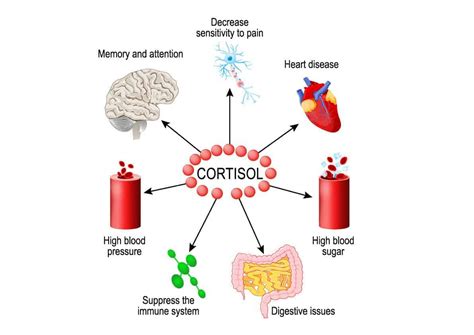 Cortisol - Coast to Coast Compounding