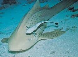 Sharks and Remora Fish - Symbiotic Relationships