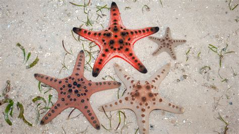 A diamondlike structure gives some starfish skeletons their strength