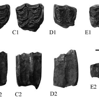 Upper cheek teeth of Hipparion theobaldi | Download Scientific Diagram