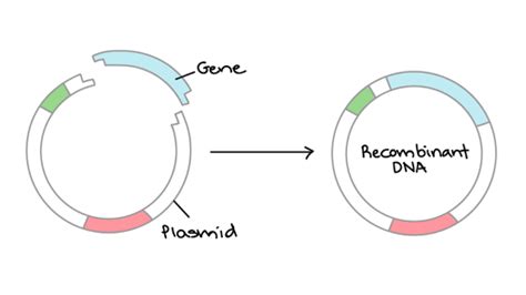 Overview: DNA cloning (article) | Khan Academy