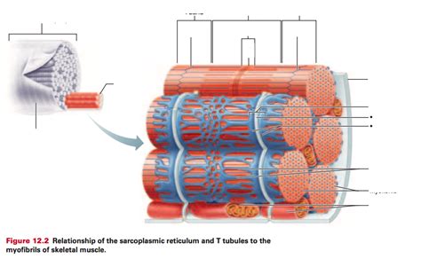 Figure 12.2 Relationship of the sarcoplasmic reticulum and T tubules to the myofibrils of ...