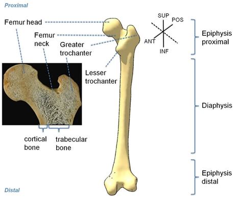 Distal Femur