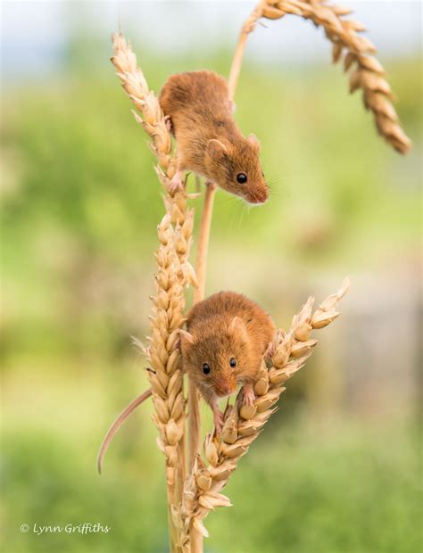 Harvest mouse, Pet mice, Cute little animals