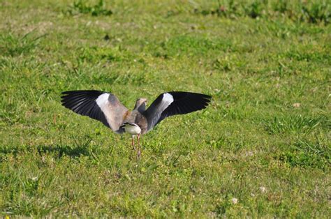 🥇 Image of Tero, Wings, Bird - 【FREE PHOTO】 100005656