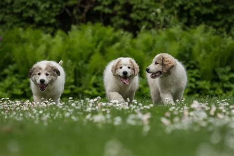 Great Pyrenees Grooming Guide - A-Z Animals