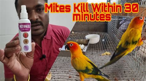 Mites Kill Within 30 minutes || Parrots and Birds Feather Mites Treatment. - YouTube