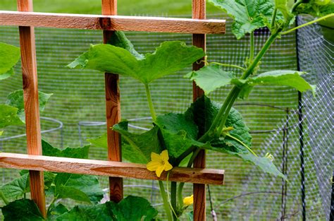 10 DIY Cucumber Trellis Ideas to Get You Growing