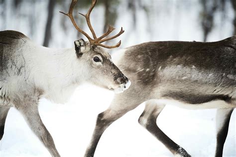 Finland has been named the best country to visit for wildlife travel - Lonely Planet