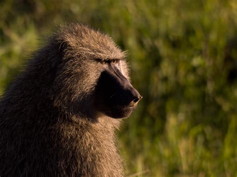 Olive Baboon | Portrait of an olive baboon in the Serengeti … | Flickr