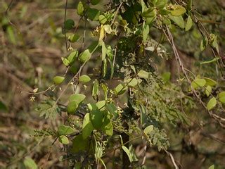 Pentatropis nivalis (J.F.Gmel.) D.V.Field & J.R.I.Wood | Flickr