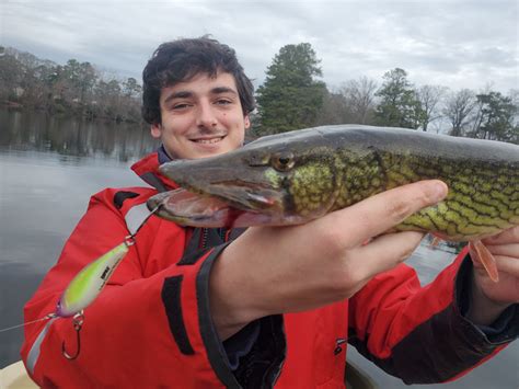 Winter Pickerel Fishing Tips | FishTalk Magazine