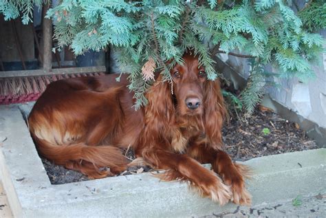 Free Images : park, brown, rest, spaniel, vertebrate, favorite place, irish setter, dog like ...