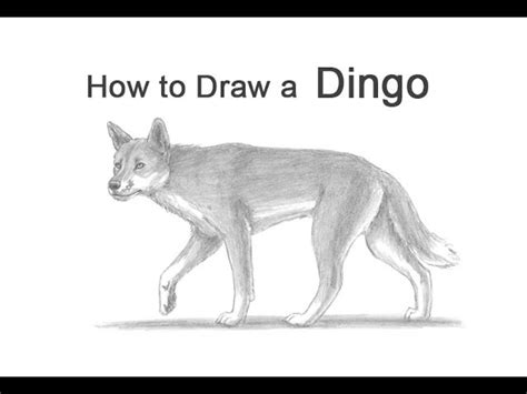 how to draw a dingo art hub - lineartdrawingsaestheticblack