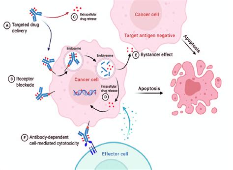 The main mechanism of ADCs targeting HER2. A: The monoclonal antibody... | Download Scientific ...