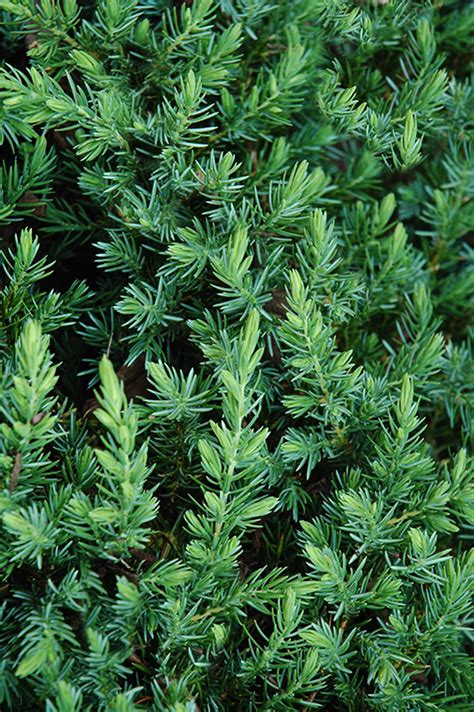 Blue Pacific Shore Junipers For Sale | The Tree Center