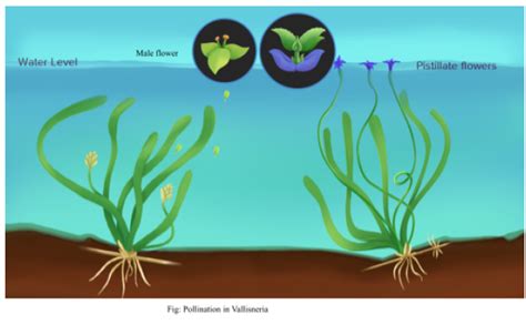 Water Pollination