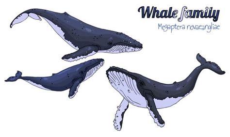 Humpback Whale Vector at Vectorified.com | Collection of Humpback Whale ...