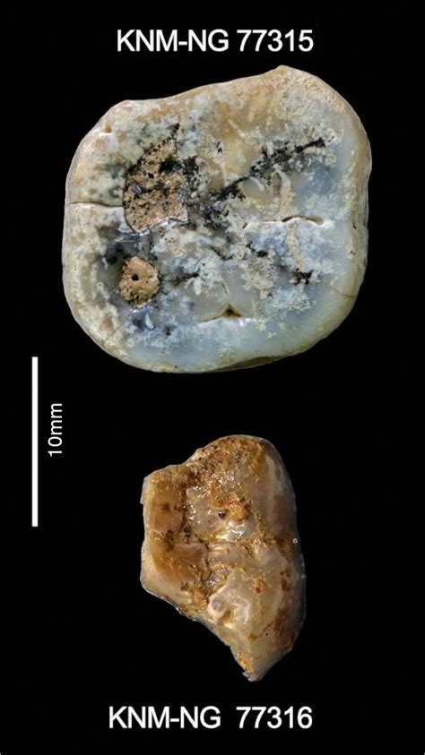 Ancient stone tools found in Kenya made by early humans - BBC News