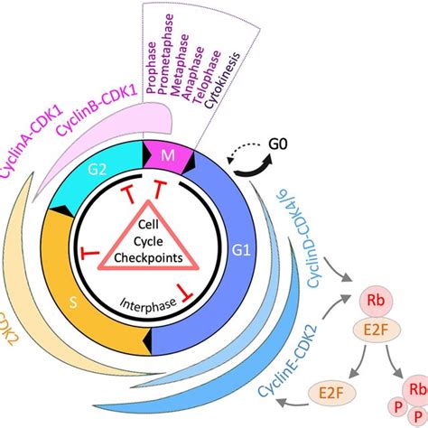 Overview of the eukaryotic cell cycle. Illustration of the different... | Download Scientific ...