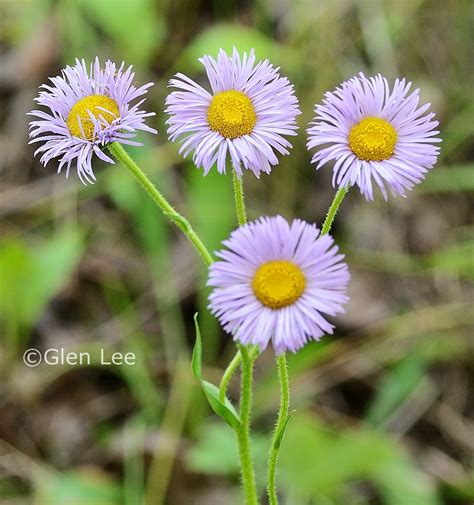 Erigeron glabellus photos Saskatchewan Wildflowers