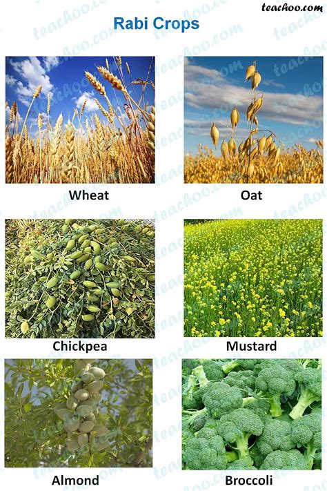 Rabi, Kharif and Zaid Crops - Explanation, Examples and Differences