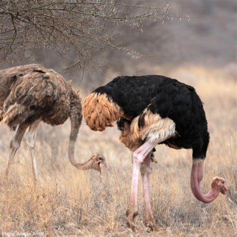 While they can’t fly, ostriches are strong runners. They can sprint up ...