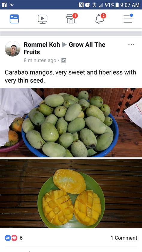 Carabao mango | Mango, Edible landscaping, Fruit