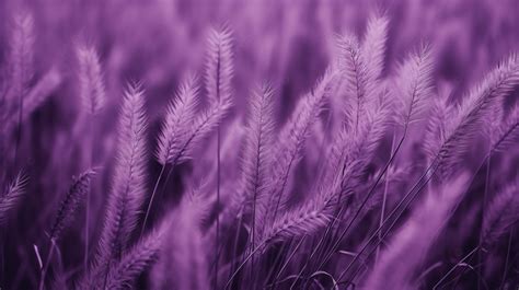 Dark Toned Vintage Violet Or Purple Grass With Texture Field Background, Artificial Grass, Grass ...