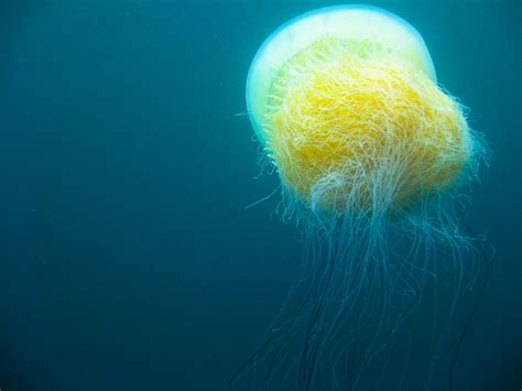 Nomura’s Jellyfish : Characteristics, alimentation habits, uses and more.