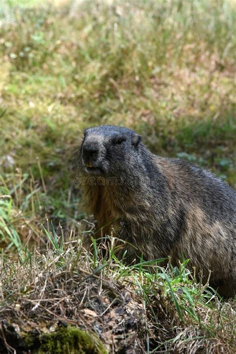 Groundhog Sitting in the Meadow Near the Entrance To the Burrow Stock Image - Image of rodents ...