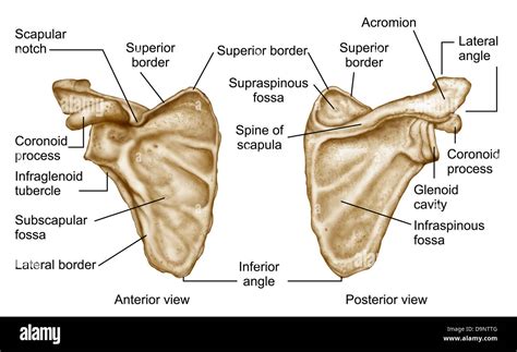 Medical illustration of human scapula bone Stock Photo - Alamy