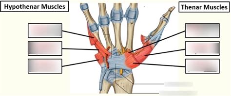 Hypothenar and thenar muscles Diagram | Quizlet