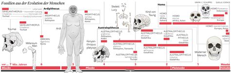 Timeline of the human evolution | Visual.ly