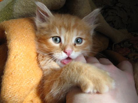 File:Little kitten.jpg - Wikimedia Commons